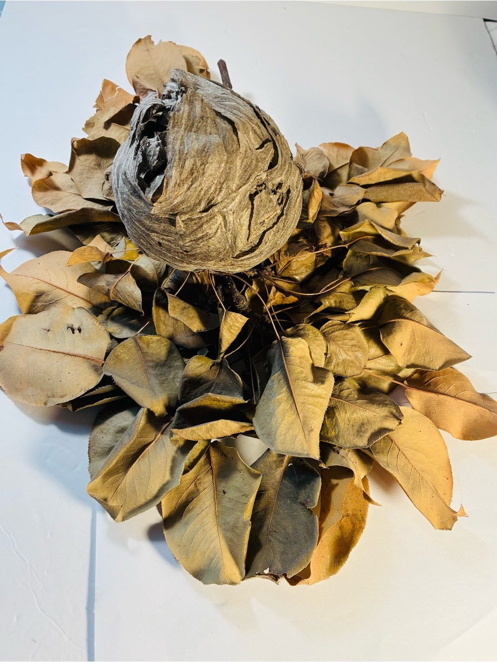 Amazing Natural Wasp/Hornet Nest on Branch